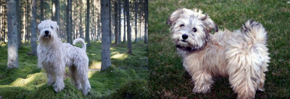 Havapoo vs Soft-Coated Wheaten Terrier - Breed Comparison
