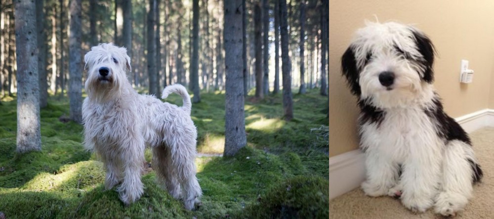 Mini Sheepadoodles vs Soft-Coated Wheaten Terrier - Breed Comparison