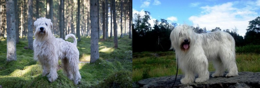 South Russian Ovcharka vs Soft-Coated Wheaten Terrier - Breed Comparison