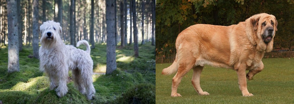 Spanish Mastiff vs Soft-Coated Wheaten Terrier - Breed Comparison