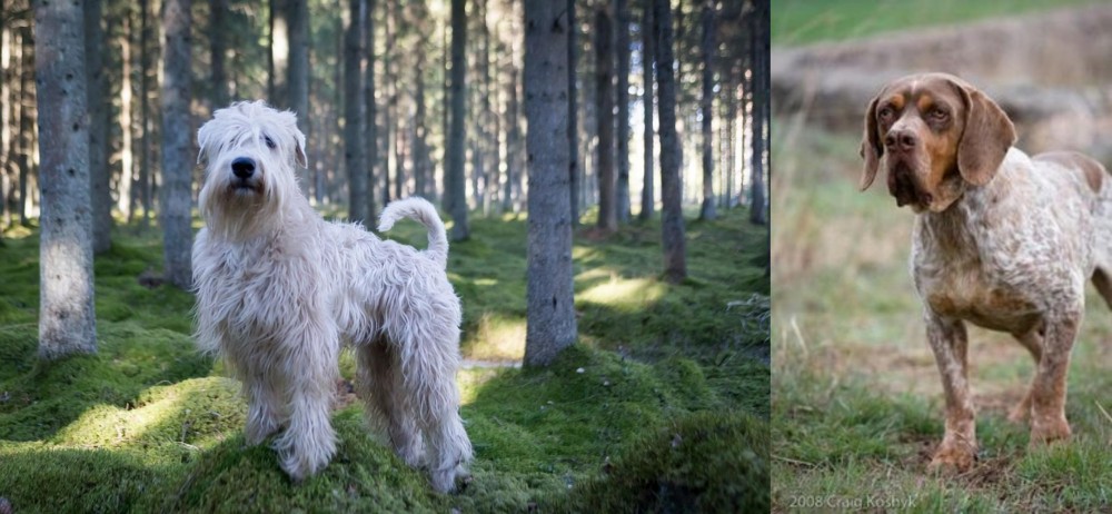 Spanish Pointer vs Soft-Coated Wheaten Terrier - Breed Comparison