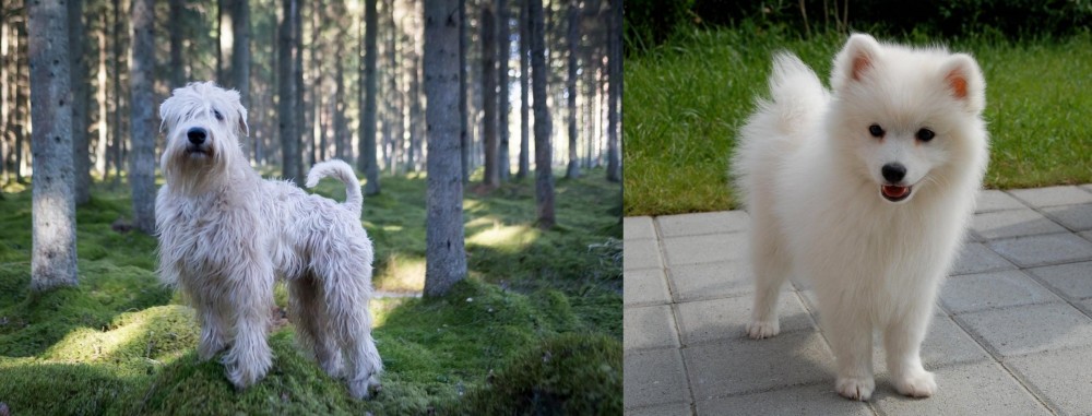Spitz vs Soft-Coated Wheaten Terrier - Breed Comparison