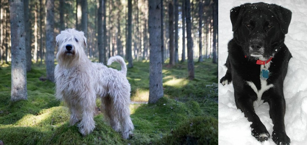St. John's Water Dog vs Soft-Coated Wheaten Terrier - Breed Comparison
