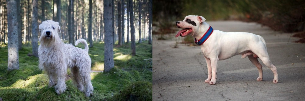 Staffordshire Bull Terrier vs Soft-Coated Wheaten Terrier - Breed Comparison