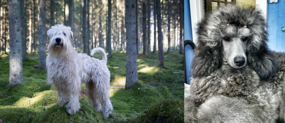 Standard Poodle vs Soft-Coated Wheaten Terrier - Breed Comparison