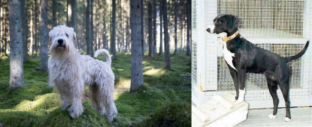 Stephens Stock vs Soft-Coated Wheaten Terrier - Breed Comparison