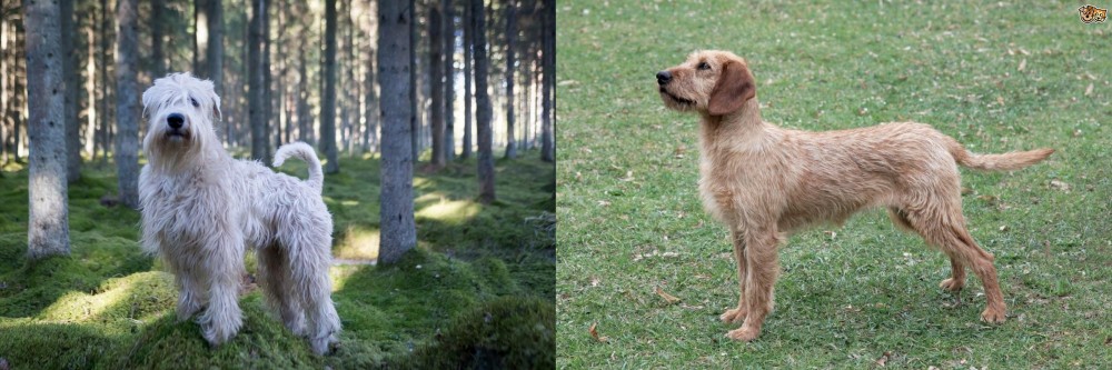 Styrian Coarse Haired Hound vs Soft-Coated Wheaten Terrier - Breed Comparison