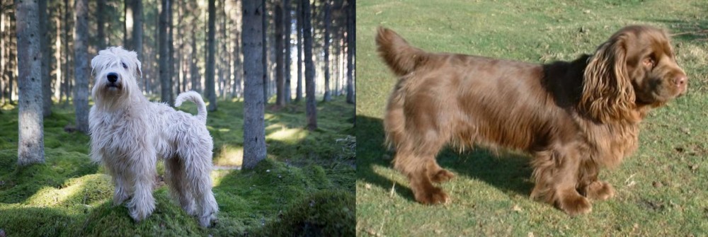 Sussex Spaniel vs Soft-Coated Wheaten Terrier - Breed Comparison