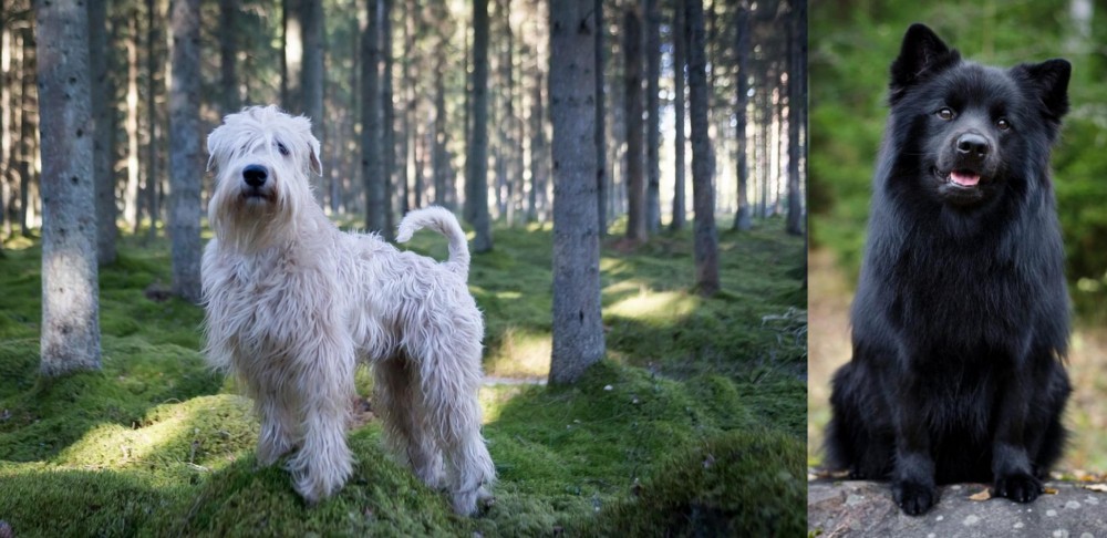 Swedish Lapphund vs Soft-Coated Wheaten Terrier - Breed Comparison