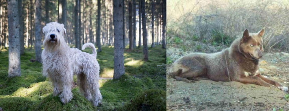 Tahltan Bear Dog vs Soft-Coated Wheaten Terrier - Breed Comparison