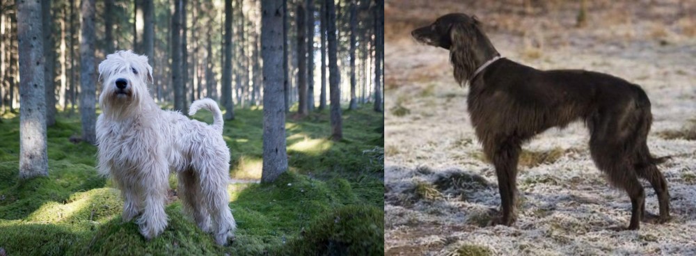Taigan vs Soft-Coated Wheaten Terrier - Breed Comparison