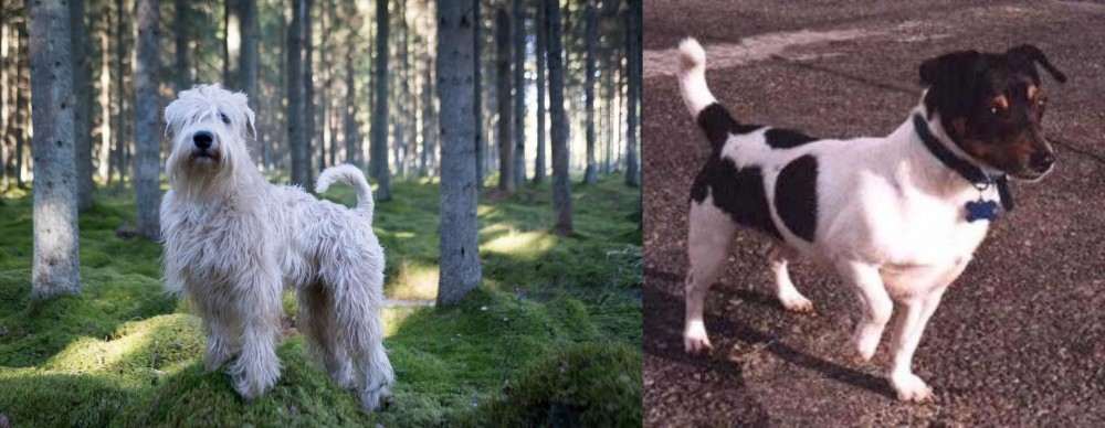 Teddy Roosevelt Terrier vs Soft-Coated Wheaten Terrier - Breed Comparison