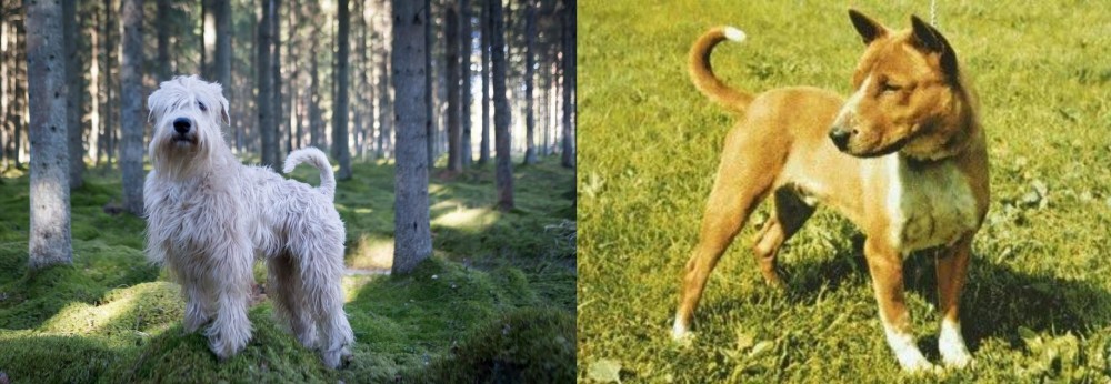 Telomian vs Soft-Coated Wheaten Terrier - Breed Comparison