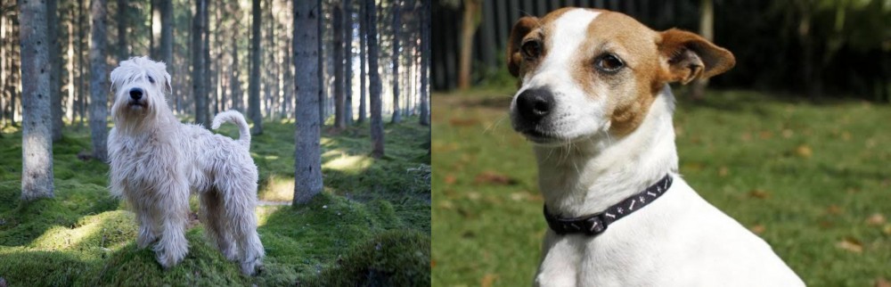 Tenterfield Terrier vs Soft-Coated Wheaten Terrier - Breed Comparison