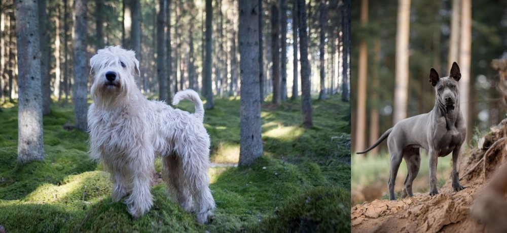 Thai Ridgeback vs Soft-Coated Wheaten Terrier - Breed Comparison