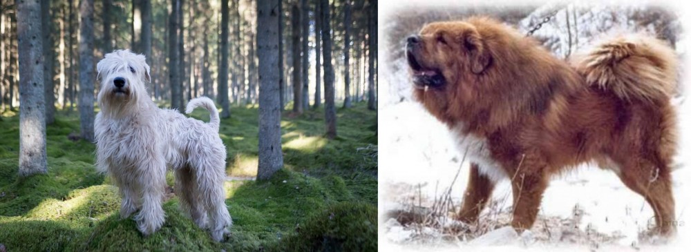 Tibetan Kyi Apso vs Soft-Coated Wheaten Terrier - Breed Comparison