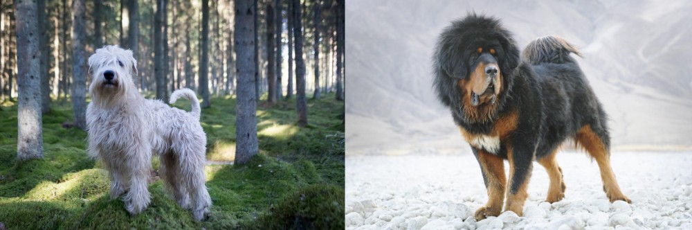 Tibetan Mastiff vs Soft-Coated Wheaten Terrier - Breed Comparison