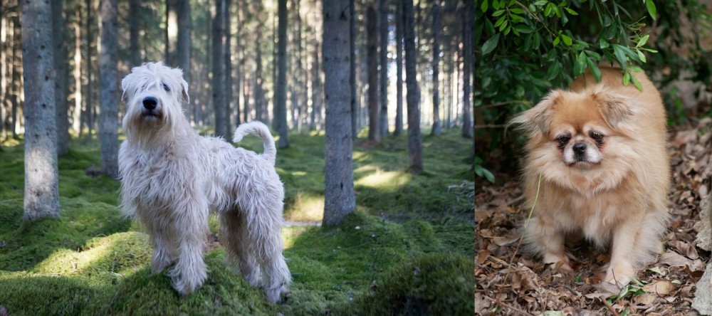 Tibetan Spaniel vs Soft-Coated Wheaten Terrier - Breed Comparison