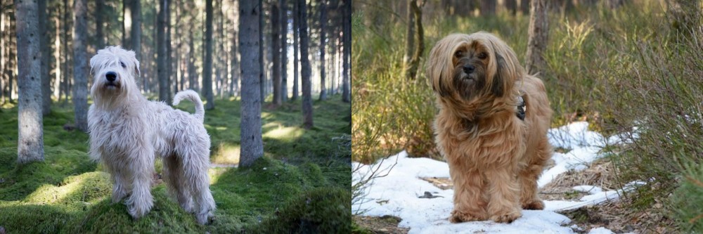 Tibetan Terrier vs Soft-Coated Wheaten Terrier - Breed Comparison