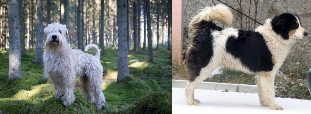 Tornjak vs Soft-Coated Wheaten Terrier - Breed Comparison
