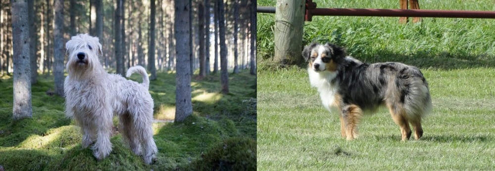 Toy Australian Shepherd vs Soft-Coated Wheaten Terrier - Breed Comparison