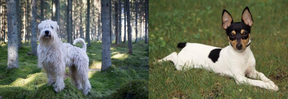 Toy Fox Terrier vs Soft-Coated Wheaten Terrier - Breed Comparison