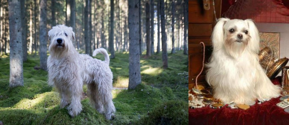 Toy Mi-Ki vs Soft-Coated Wheaten Terrier - Breed Comparison