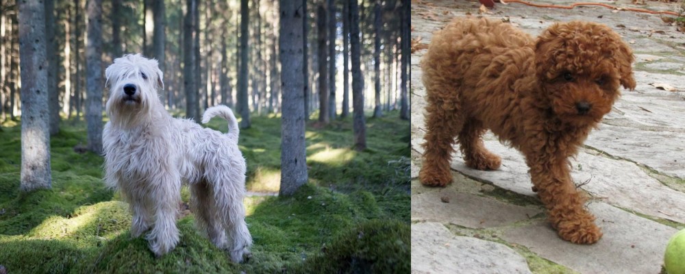 Toy Poodle vs Soft-Coated Wheaten Terrier - Breed Comparison