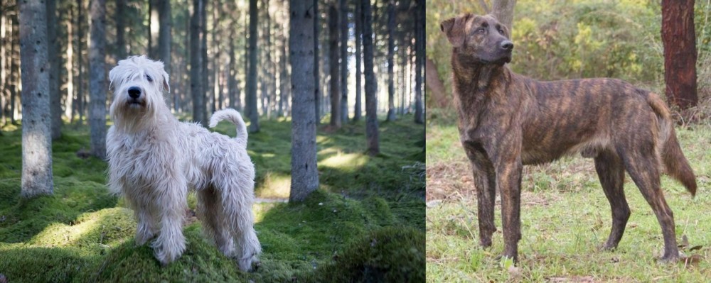 Treeing Tennessee Brindle vs Soft-Coated Wheaten Terrier - Breed Comparison
