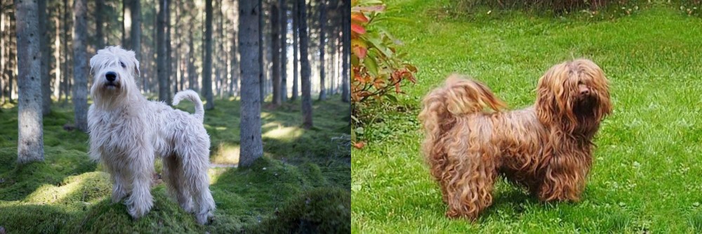 Tsvetnaya Bolonka vs Soft-Coated Wheaten Terrier - Breed Comparison