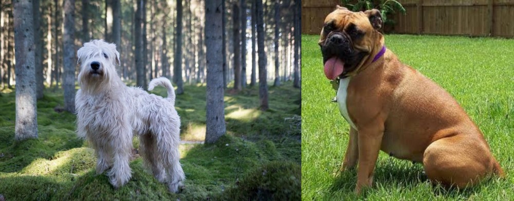 Valley Bulldog vs Soft-Coated Wheaten Terrier - Breed Comparison