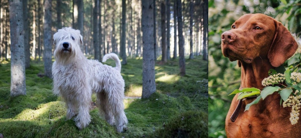 Vizsla vs Soft-Coated Wheaten Terrier - Breed Comparison