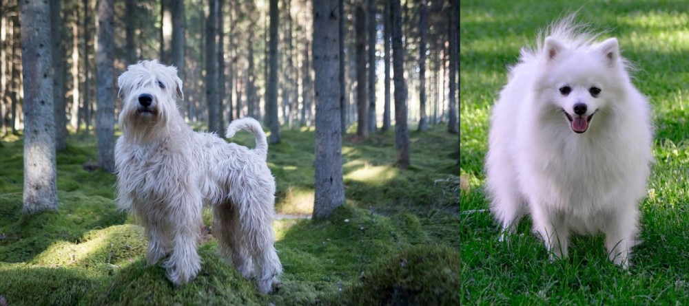 Volpino Italiano vs Soft-Coated Wheaten Terrier - Breed Comparison