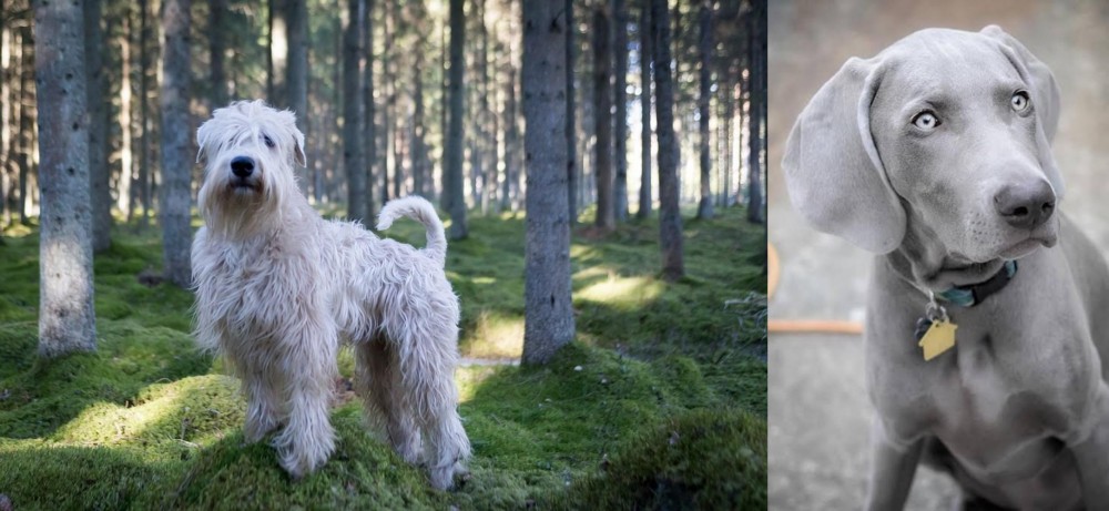 Weimaraner vs Soft-Coated Wheaten Terrier - Breed Comparison