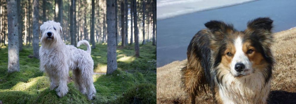 Welsh Sheepdog vs Soft-Coated Wheaten Terrier - Breed Comparison