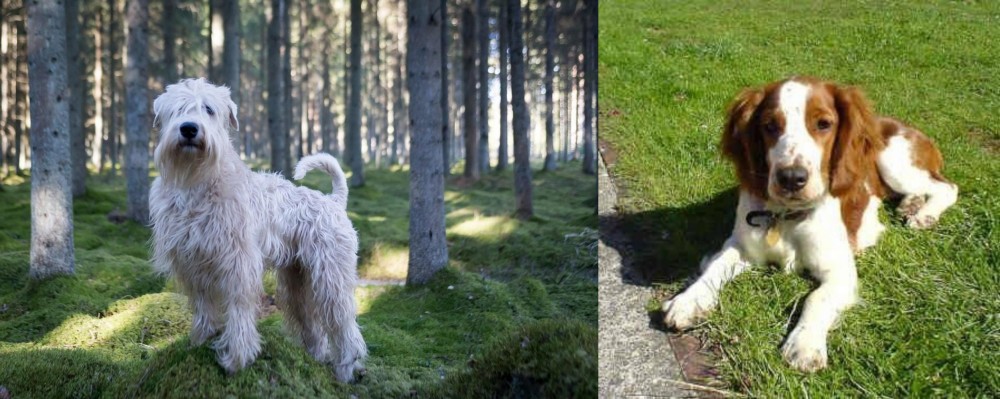 Welsh Springer Spaniel vs Soft-Coated Wheaten Terrier - Breed Comparison