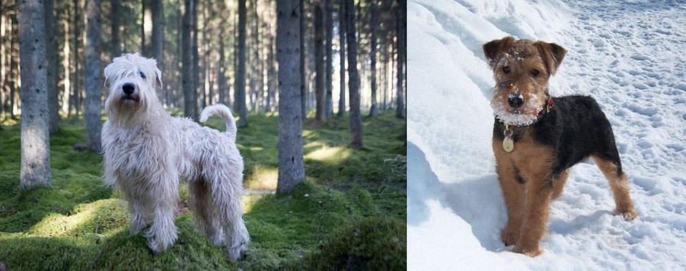 Welsh Terrier vs Soft-Coated Wheaten Terrier - Breed Comparison
