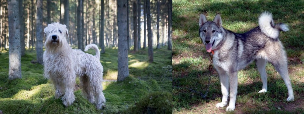 West Siberian Laika vs Soft-Coated Wheaten Terrier - Breed Comparison