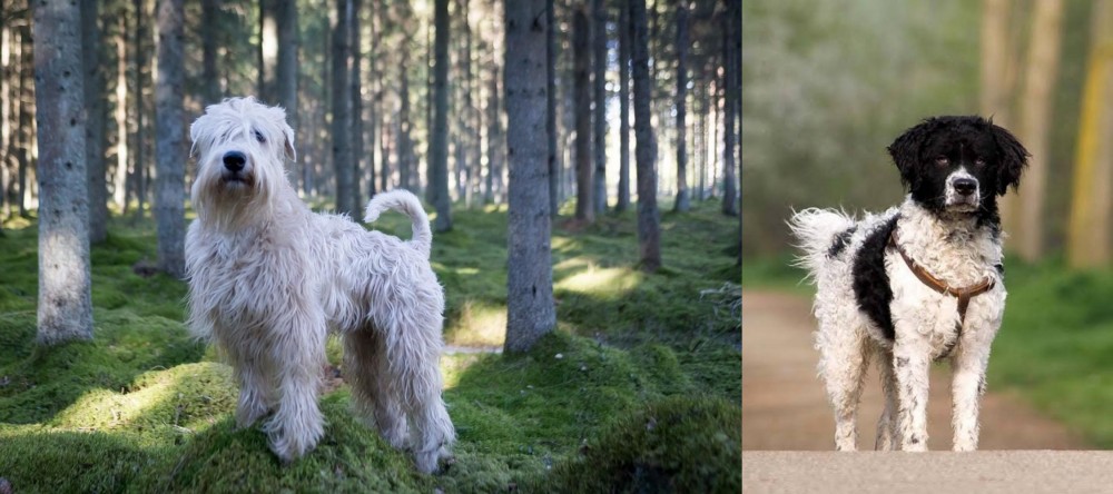 Wetterhoun vs Soft-Coated Wheaten Terrier - Breed Comparison