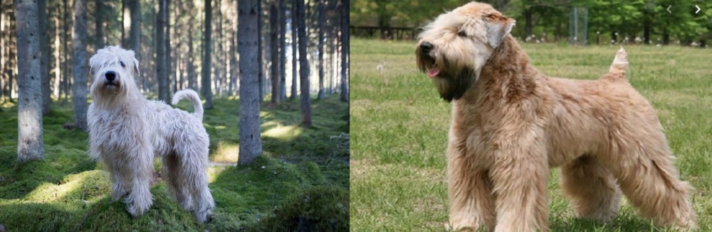 Wheaten Terrier vs Soft-Coated Wheaten Terrier - Breed Comparison