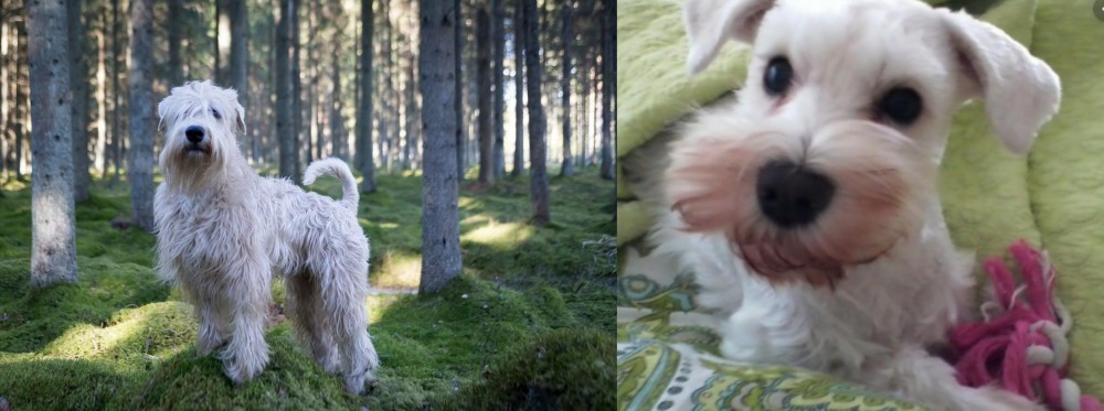 White Schnauzer vs Soft-Coated Wheaten Terrier - Breed Comparison