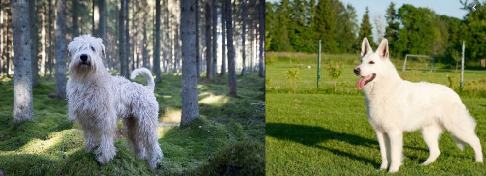 White Shepherd vs Soft-Coated Wheaten Terrier - Breed Comparison