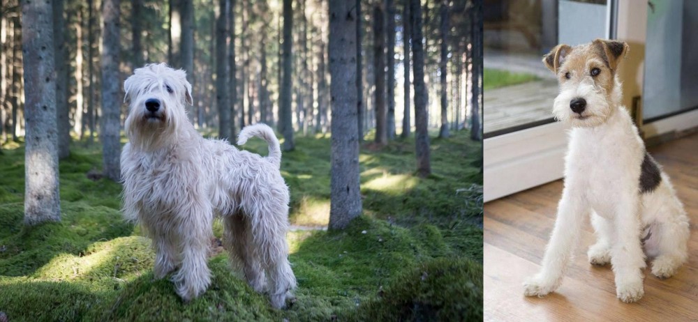 Wire Fox Terrier vs Soft-Coated Wheaten Terrier - Breed Comparison