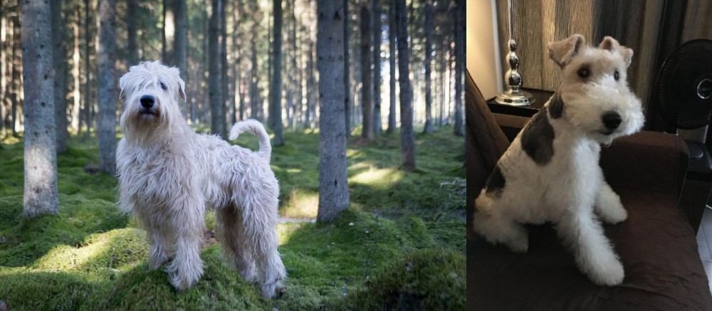Wire Haired Fox Terrier vs Soft-Coated Wheaten Terrier - Breed Comparison