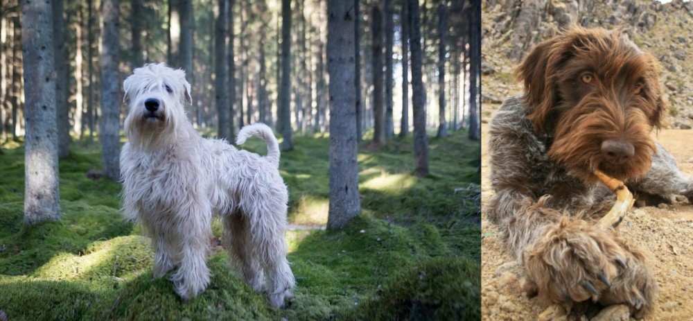Wirehaired Pointing Griffon vs Soft-Coated Wheaten Terrier - Breed Comparison