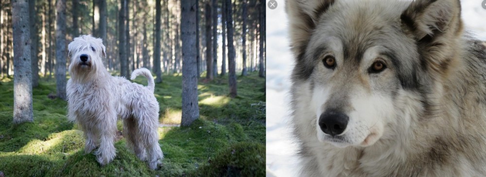 Wolfdog vs Soft-Coated Wheaten Terrier - Breed Comparison