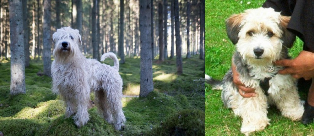 Yo-Chon vs Soft-Coated Wheaten Terrier - Breed Comparison