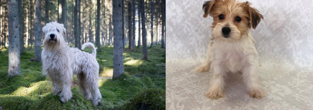 Yochon vs Soft-Coated Wheaten Terrier - Breed Comparison