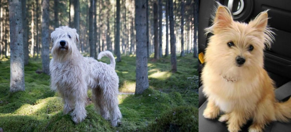 Yoranian vs Soft-Coated Wheaten Terrier - Breed Comparison