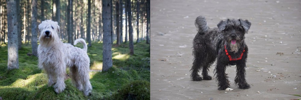 YorkiePoo vs Soft-Coated Wheaten Terrier - Breed Comparison